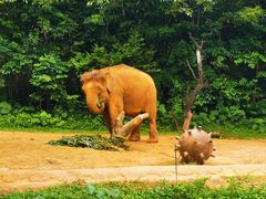 -广州长隆野生动物世界