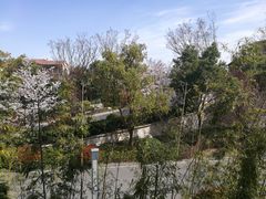 -上海崇明金茂凯悦酒店