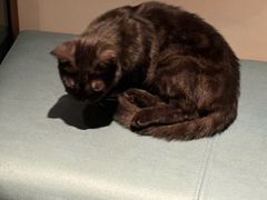 -乐派堂宠物医院·猫友好· 心脏科(东街店)