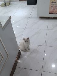 -镁连社·美联社