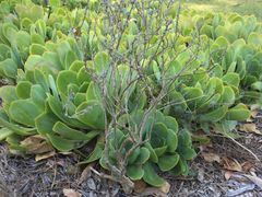 -墨尔本皇家植物园