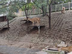 -北京鹿世界主题园