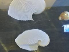 -贝壳梦幻世界