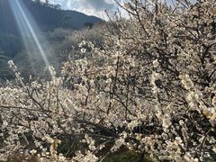 -广州市流溪河国家森林公园
