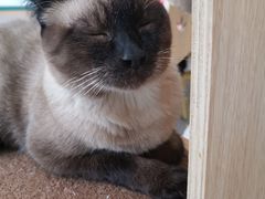 -飞行喵MR PILOT|猫舍·猫咖(静安大融城店)