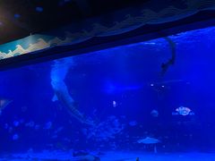 -烟台海昌鲸鲨海洋公园