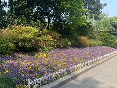 -西湖外事游船(花港观鱼码头)