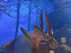 -太平洋海底世界