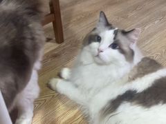 -白兔子密室(长寿路店)