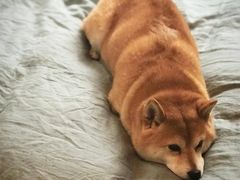 -豪客来牛排(府河店)