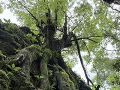 -山王坪喀斯特国家生态公园
