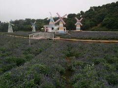 android_upload_pic-松山湖梦幻百花洲