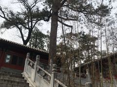 -北京鹫峰国家森林公园