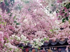 -深圳国际园林花卉博览园