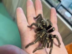-藦茜花园宠物主题亲子互动体验馆(国顺东路店)