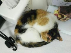 -宠颐生动物医院·心脏科·保险定点(锦阳分院)