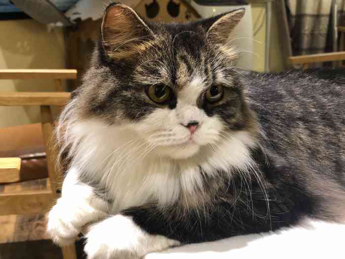 衔蝉猫咖-"大众点评上面并没有注明不能带小朋友一起.