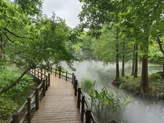 -上海滨江森林公园