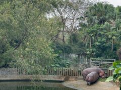-深圳野生动物园