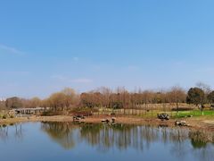-贡湖湾湿地公园