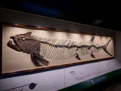 -正佳自然科学博物馆