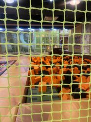 -卡通尼·Safari非洲探索乐园·生日会(金桥国际商业广场店)