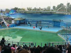 海豹表演-西安秦岭野生动物园