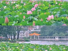 -荔湾湖公园