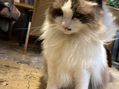 -咖法森林·咖啡  酒吧(天河店)