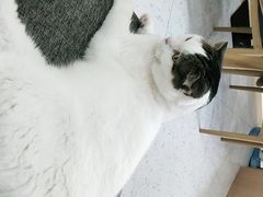 -喵园·猫主题咖啡厅·撸猫·猫咖(国贸店)