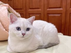 -老吴的猫·猫舍(新区店)