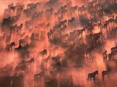 -罗红摄影艺术馆