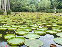 -中国科学院西双版纳热带植物园