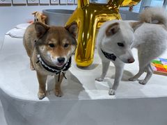 -柴务处·柴犬主题狗咖