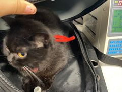 -伟伟宠物医院·CT影像中心·瑞派犬猫综合性门诊(汉口总院)