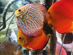 -上海海洋水族馆