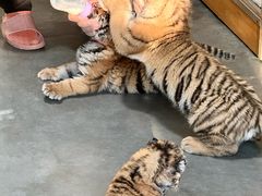 -大连森林动物园