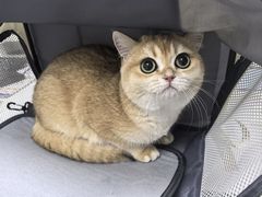 -中农国际动物医院24小时·猫科·骨科·急重症中心