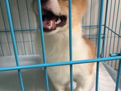 -爱侣·安琦尔宠物医院·中兽医针灸·心内科·狂犬免疫点(宝山区院)