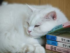 -飞行喵MR PILOT|猫舍·猫咖(静安大融城店)