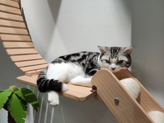 -COLOR PETS 撸猫馆·购猫·猫咖(长风大悦城店)