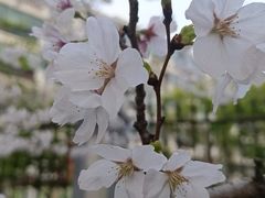 -高东镇樱花园