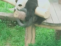 -沈阳森林动物园