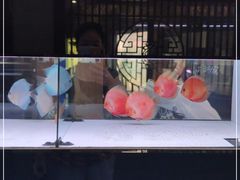 -中环花鸟鱼虫市场