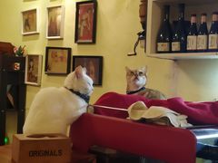 -猫色咖啡·猫咖