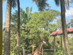 -海南热带野生动植物园