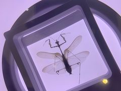 -上海昆虫博物馆