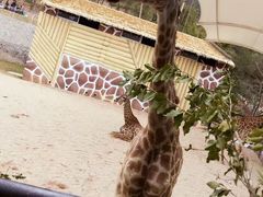 -泉州海丝野生动物世界