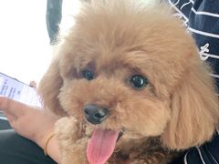 -爱侣宠医·鹦鹉专科·小型哺乳类·异宠专科(灵石路店)