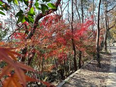 -紫金山山顶公园